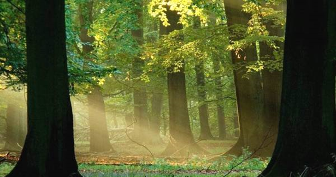 2FC48962A0EF6C48CE18E5E10687BE46BA8BB855_size616_w850_h496