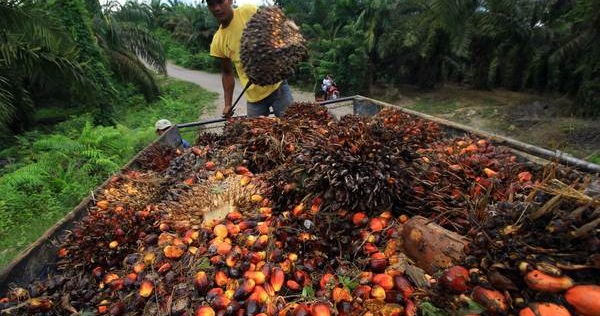 INDONESIA-ENVIRONMENT-PALM-OIL