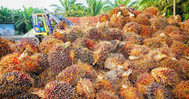 Palm-Oil-1024x576