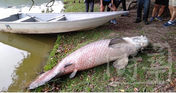fish2