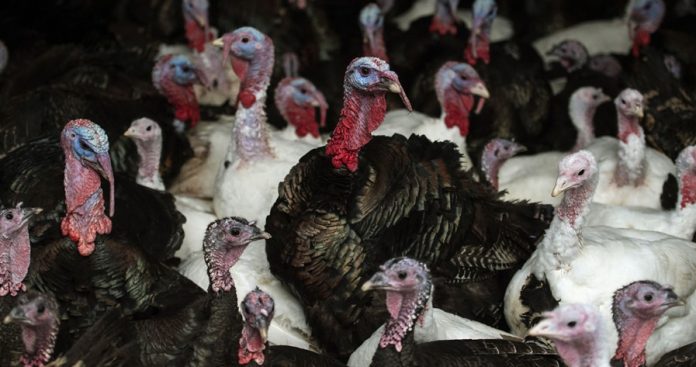 turkey-cull