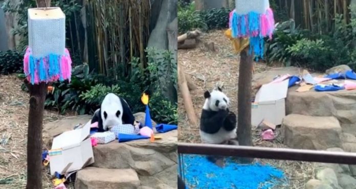 8ce6705d74304dc97a3f1328ae48957b