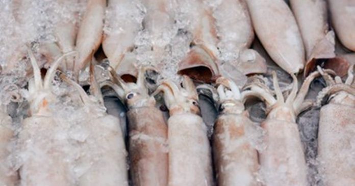 splendid-squid-loligo-duvauceli-fresh-260nw-1743760646