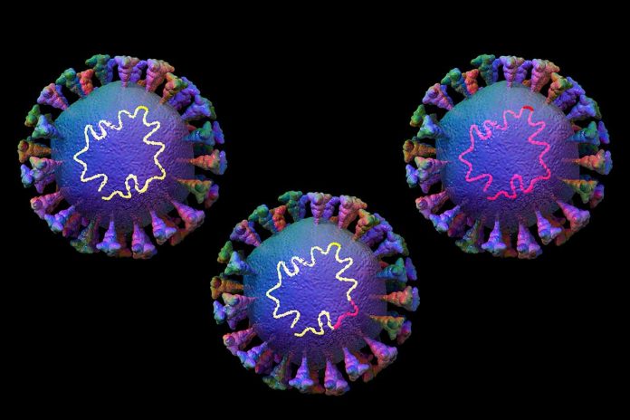 c0489583-recombination_in_coronavirus_particles_illustration_web