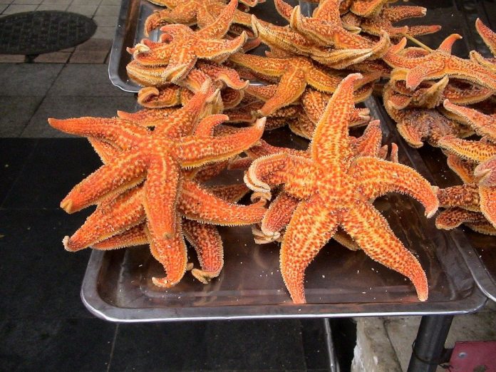 common-starfish-186169_960_720