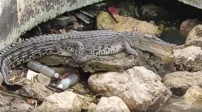 闹市现鳄踪 美里鳄鱼爬上岸