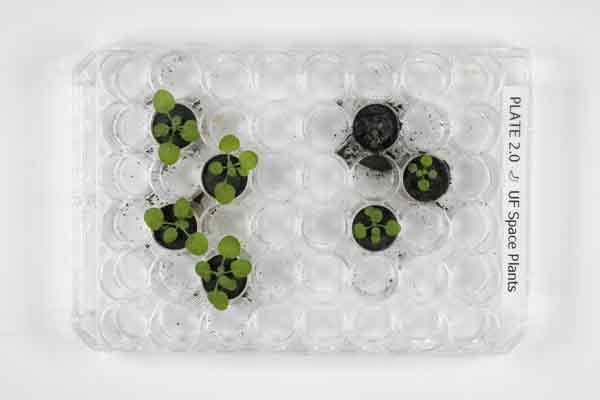Moon_Plant_34300