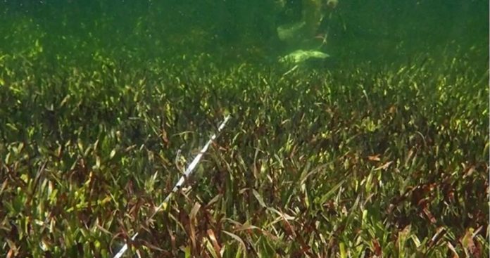 SamplingPlantUnderwater