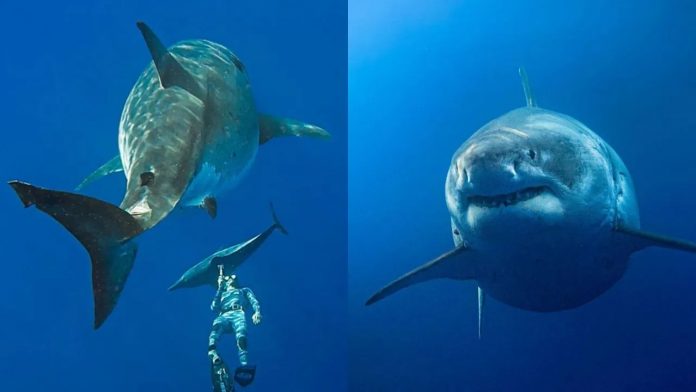 chonky-shark