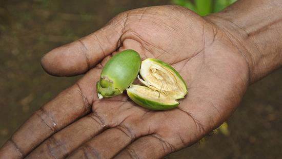 Yap. Betel nut, Yap