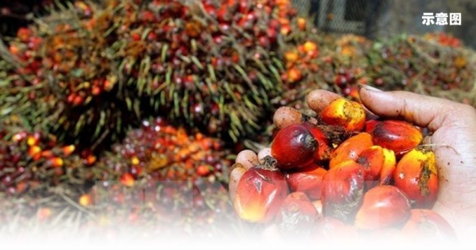 dau_co_Indonesia