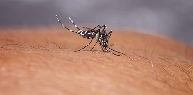 Dengue_Fever_3