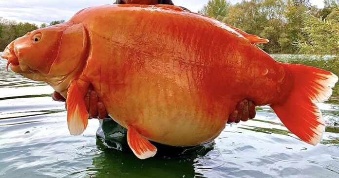 313922769_629866402258947_3561813142346377584_n