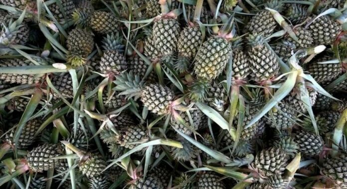 b39d04410a0d771bdc4d553118382d74