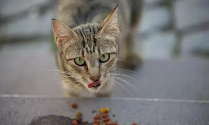 ad7de55a40ea8be5c4a4fae1e1c46659