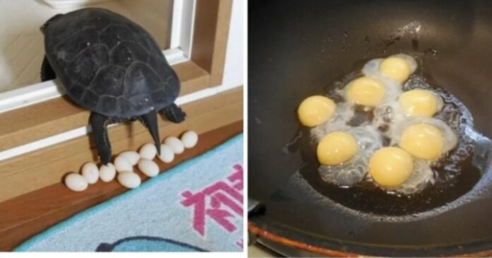 capture-20221220-074635