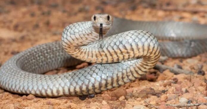 60a3be90b2bf8f9b550dbac9_the_highly_venomous_eastern_brown_snake_facts_a1f1fa064c