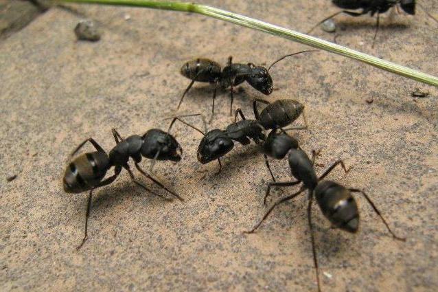 cut-20200620200952-1478298973_jpg_638_425_62491