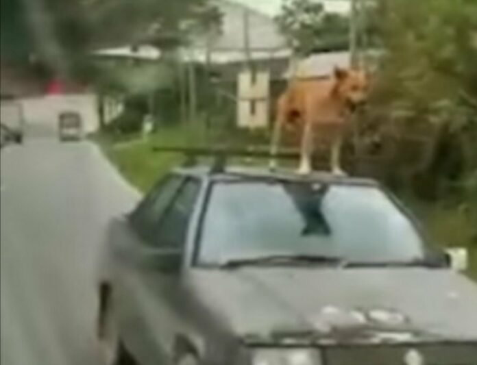 26672d688975a8794aa13b169e70d2da