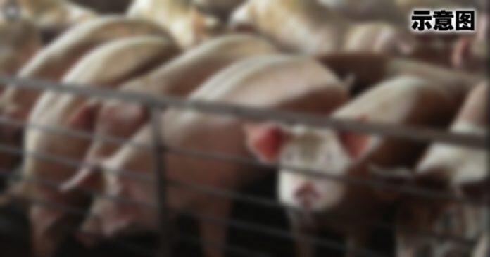 cats-60-696x365-1-696x365