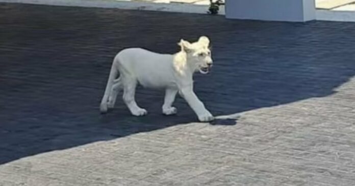 cce0c0a7042cb7dbe38d2fff459faa35