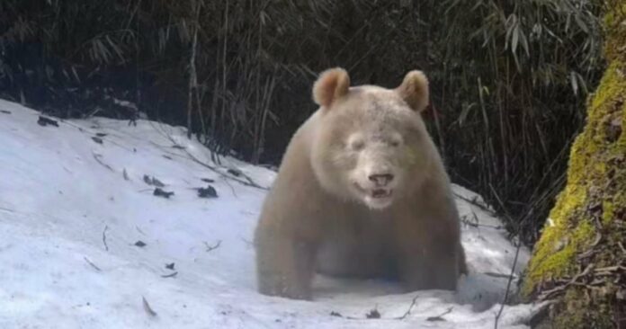 00bc728863f5d5430f1fe52d3827ccaa