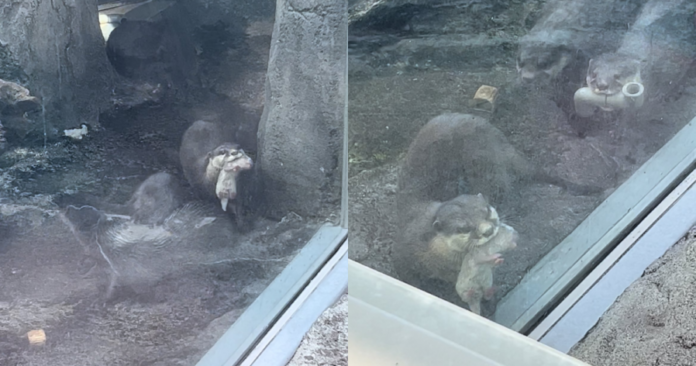 29ff438fa7b09d20a1b953c98b33ca08