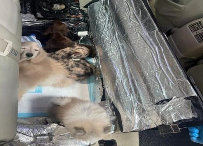 721849787114b7224b2891ac443c1161-2