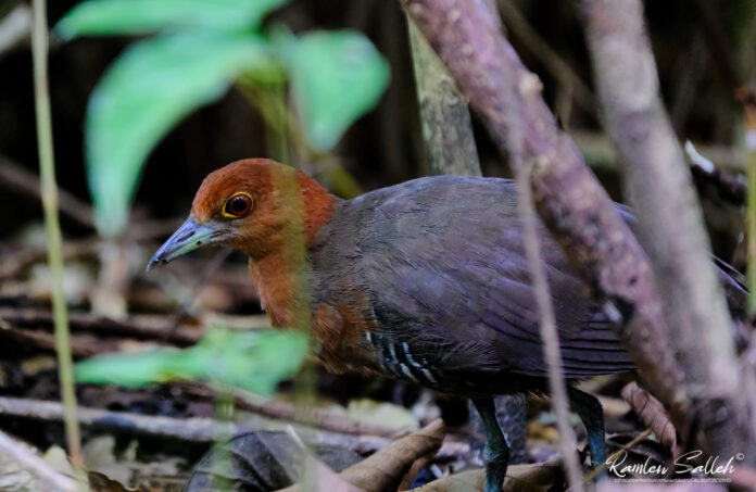 WhatsApp Image 2023-06-23 at 16.03.00