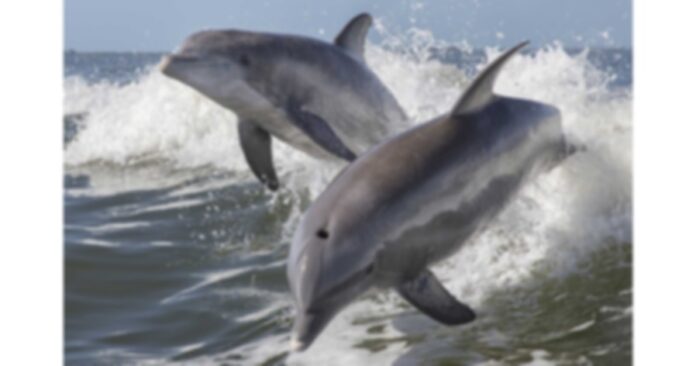 dolphin-communication-leaping_4x3