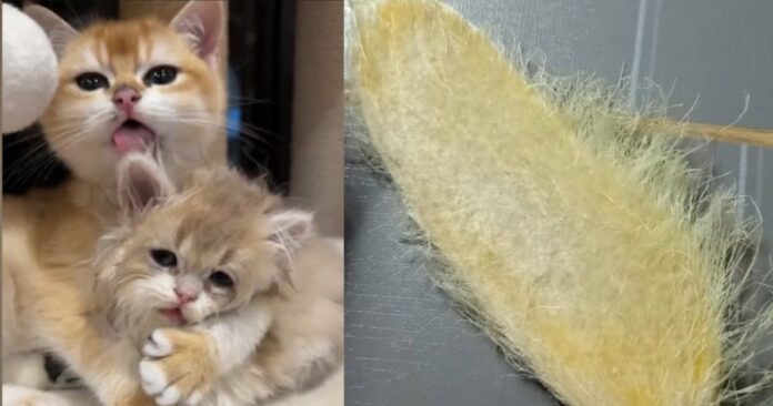 45f5d5c8b5ef9acee67fb392155f3965