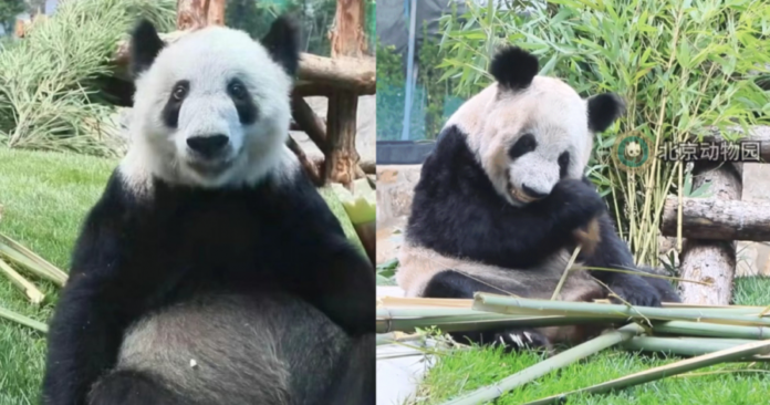 188d1f2262326de4b7786fb3a8434acf