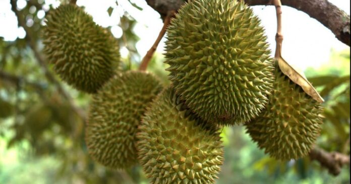 3bfabd4d9e1f6a9a80a3c5deb3b29d6b