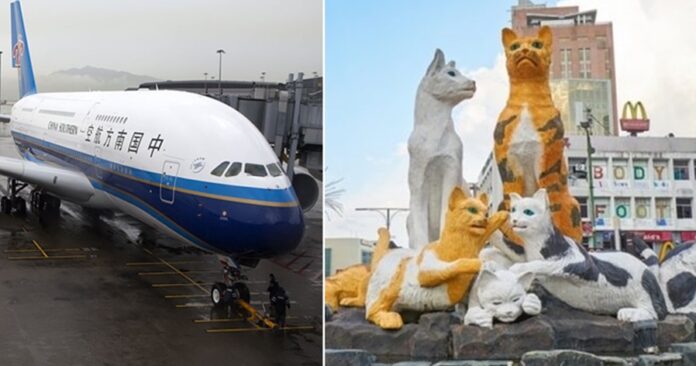 cats