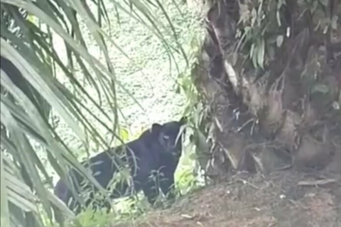 684c1833cc2102fa9a9181c0a21f4613