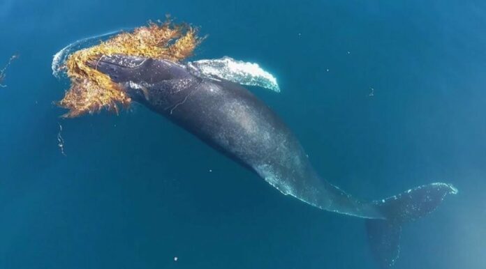 7b66693727f287ac46217da51ad617b7