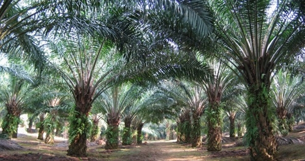 Oil-Palm-Trees-1