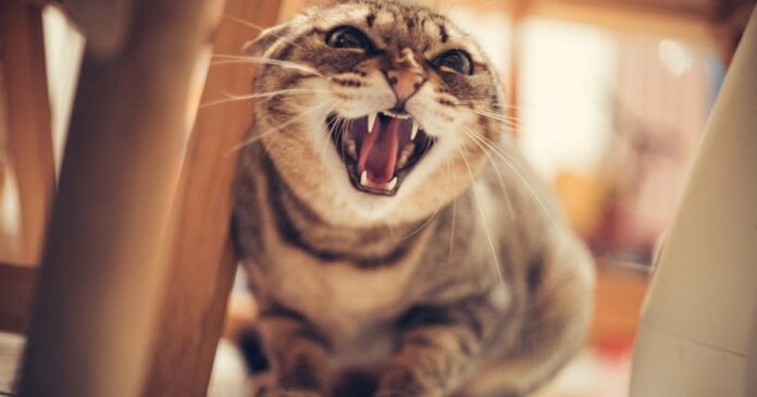 cat-5534007_1280