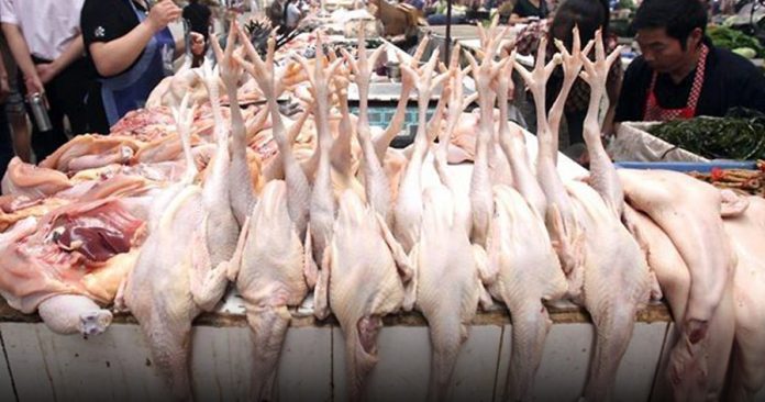 chicken1b-1-696x366