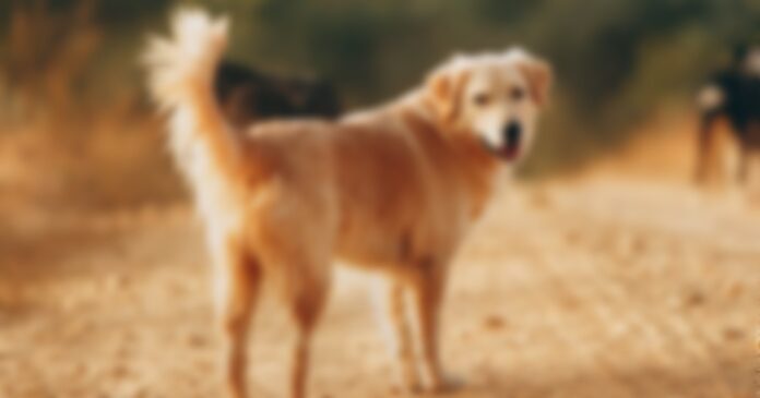 pexels-photo-4731084