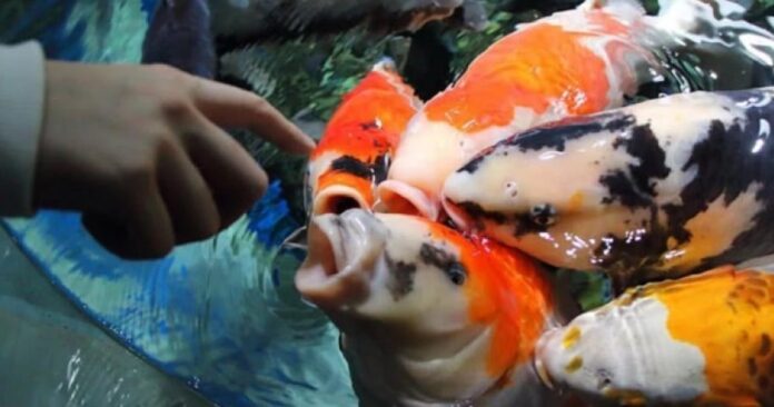 f9c5f246ce9f8b529d80d958ca60f747