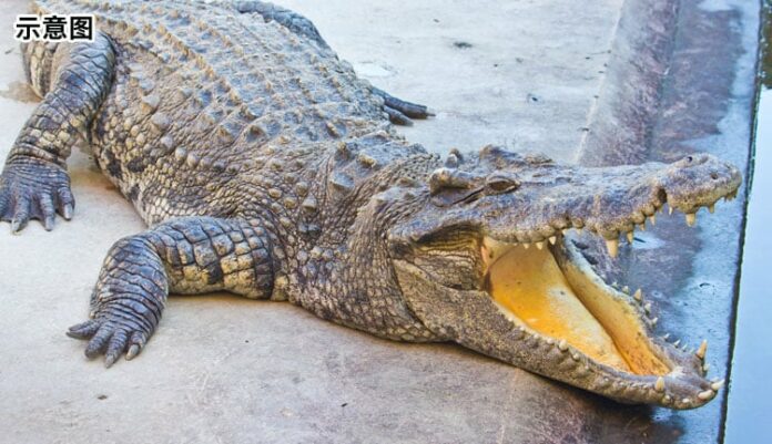 neiwen_tu_0906_croco_nodie